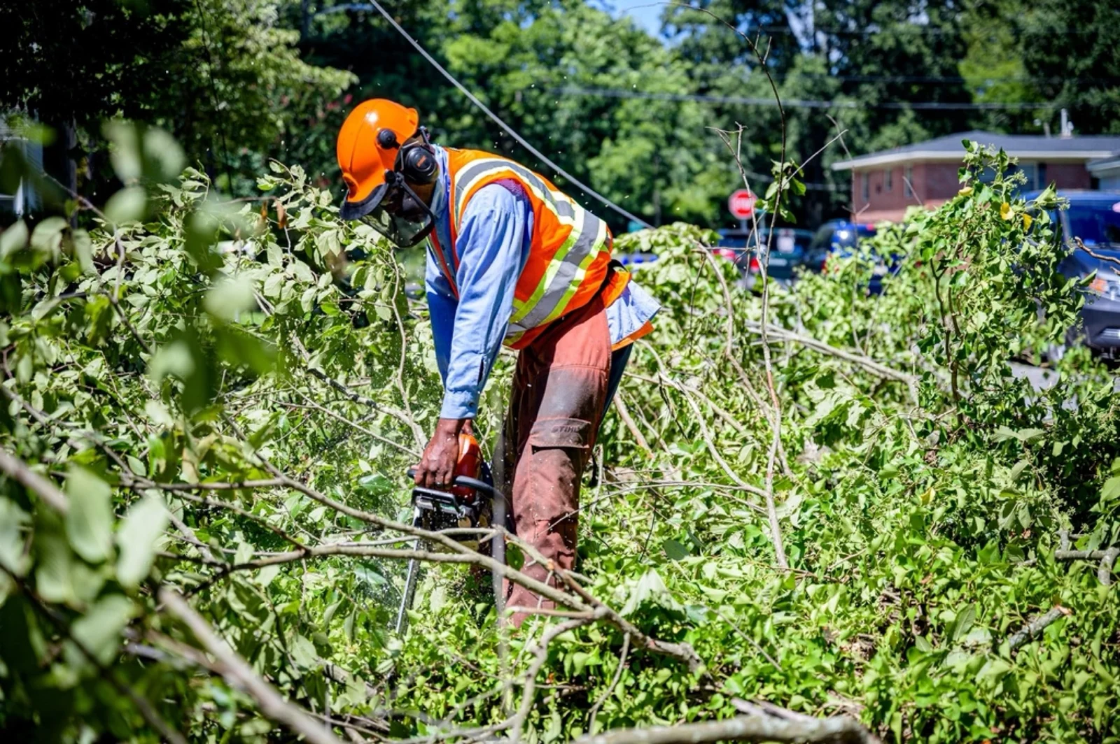A tree service worker in a tree